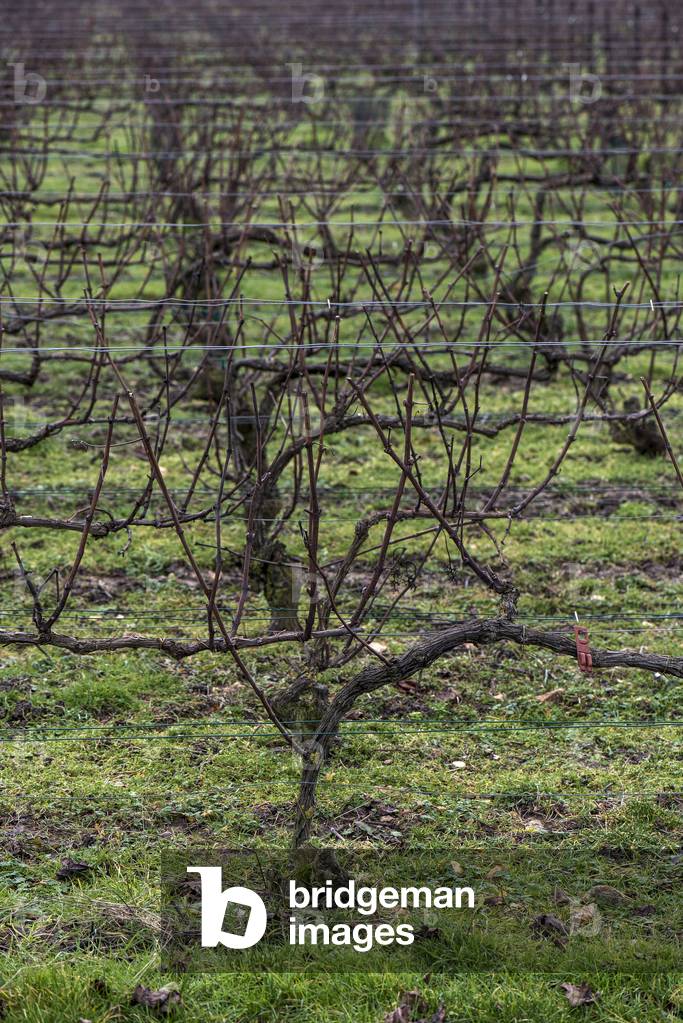 Vineyard in Champagne-Ardenne - France - Murigny
