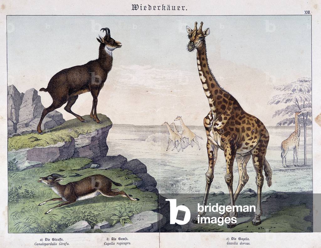 Giraffe, chamois and gazelle - in “” Histoires naturelles des mammals””, ed. Schreiber, 1886