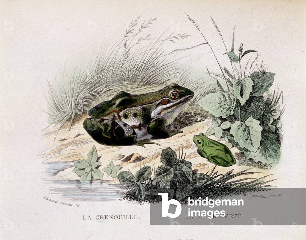 The frog and the green rain (frog) - in “” Lacepede””, 1855