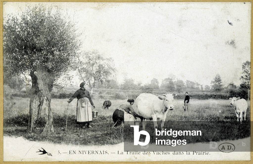In Nivernais, the milking of cows in the meadow - postcard, deb. 20th century