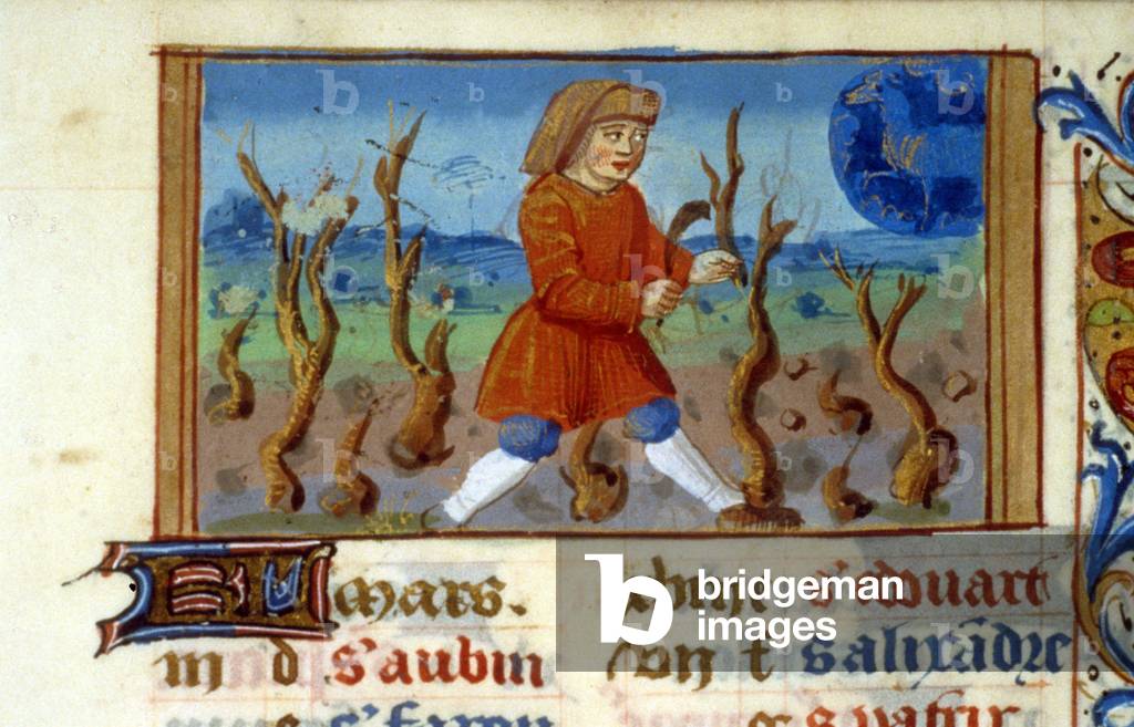 Tierkreis Widder und Baumgröße - Miniatur des Mittelalters (Ref. 137, 047r) - Bitte um Erlaubnis der Stadtbibl