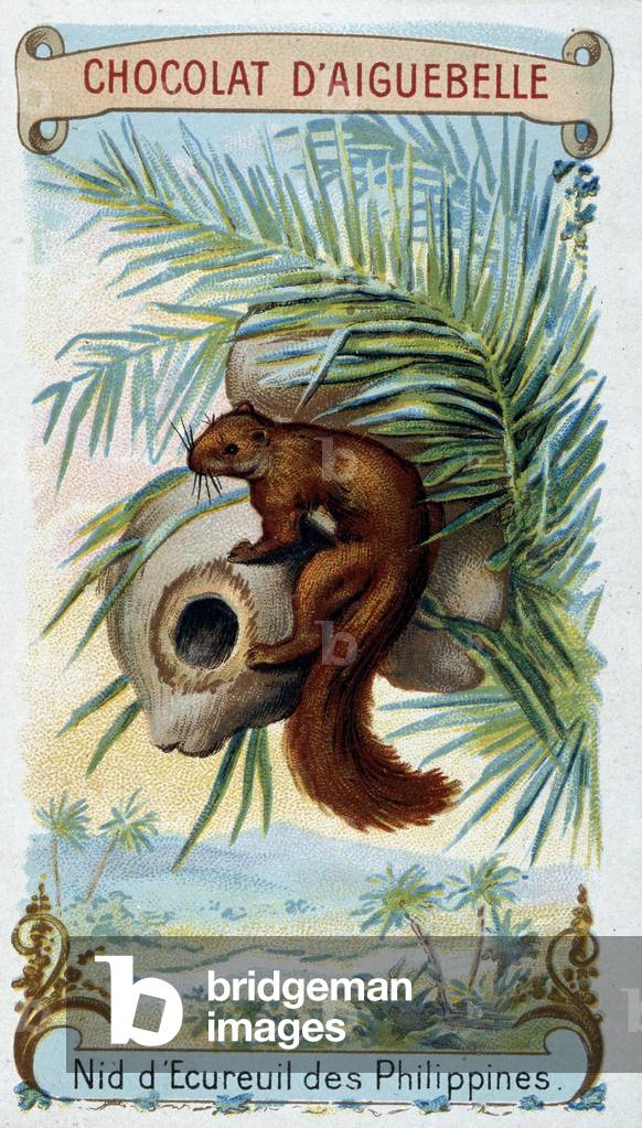 Philippine squirrel nest