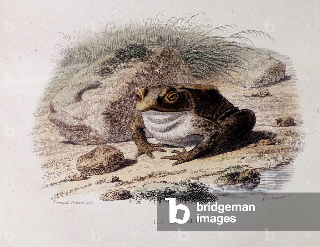 The common toad (Bufo bufo) - in “” Lacepede””, 1855