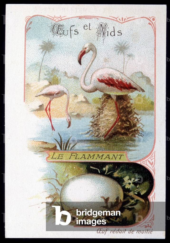 Flamingo - Eggs and Nests. 19th century chromolithography.