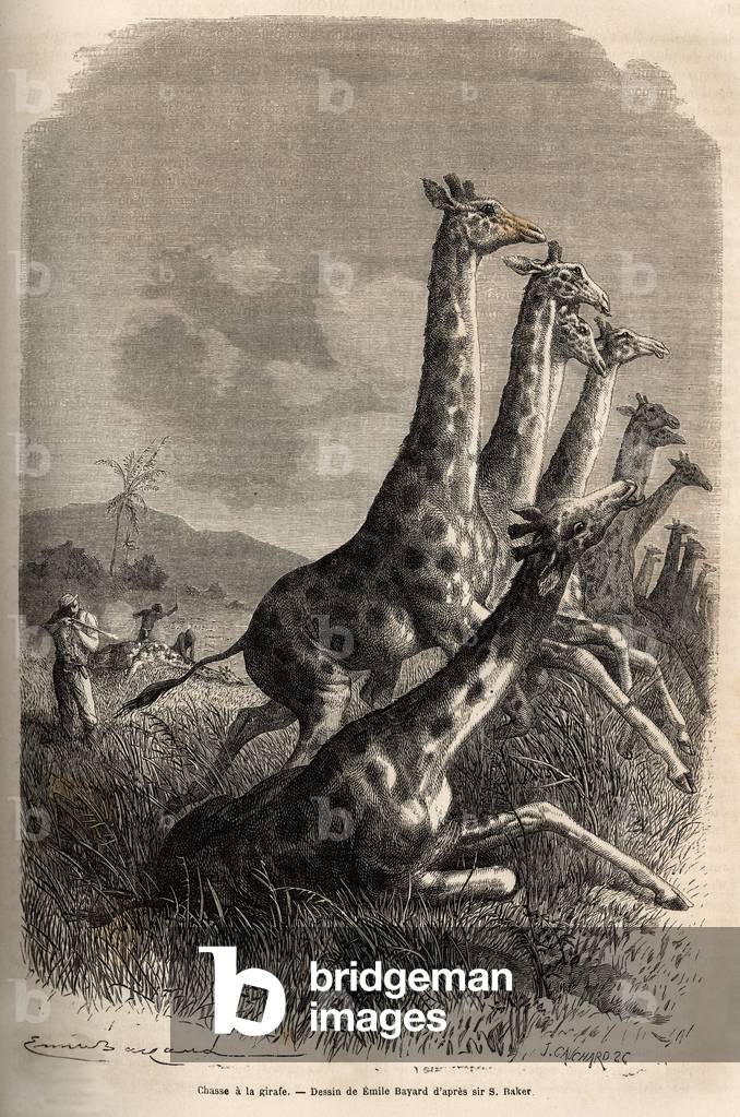 Hunting for the giraffe, the narrator shoots his game and his guides complete a first shot giraffe. Engraving to illustrate the exploration of the Abyssinian tributaries of the Nile, by Sir Samuel W.Baker, in 1861-62, published in “” Le tour du monde”” 1870-1871, edited by Edouard Charton, Hachette edition, Paris. Selva Collection.