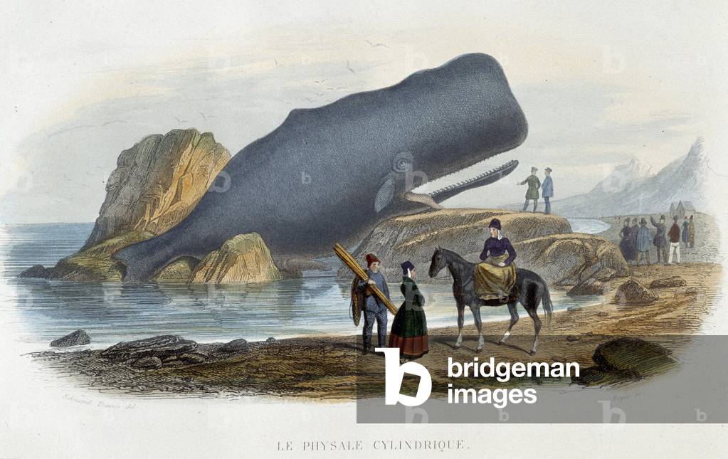 Le physale cylindrical (whale stranded) - in “” Le monde de la mer”” by Alfred Fredol, Hachette, Paris, 1865