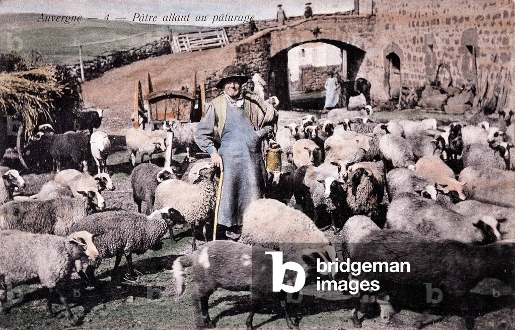 Shepherd d'Auvergne and sheep - postcard, v. 1905