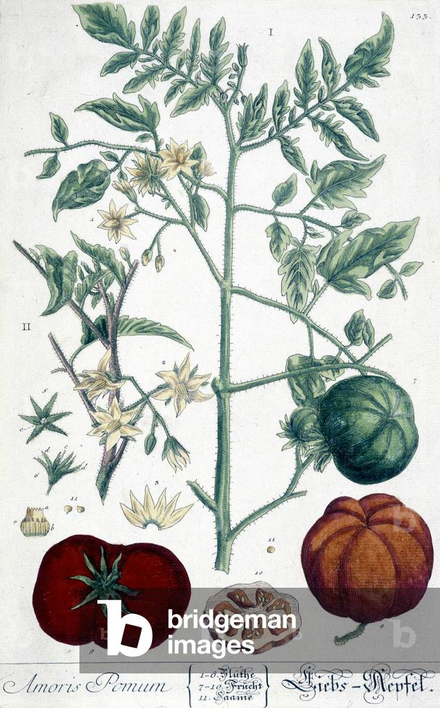 Tomato, botanical board, 19th century.