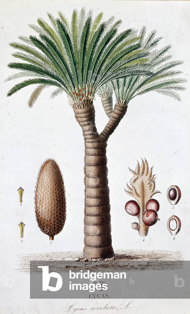 Palm Cycas Revoluta - Botanical board, 19th century