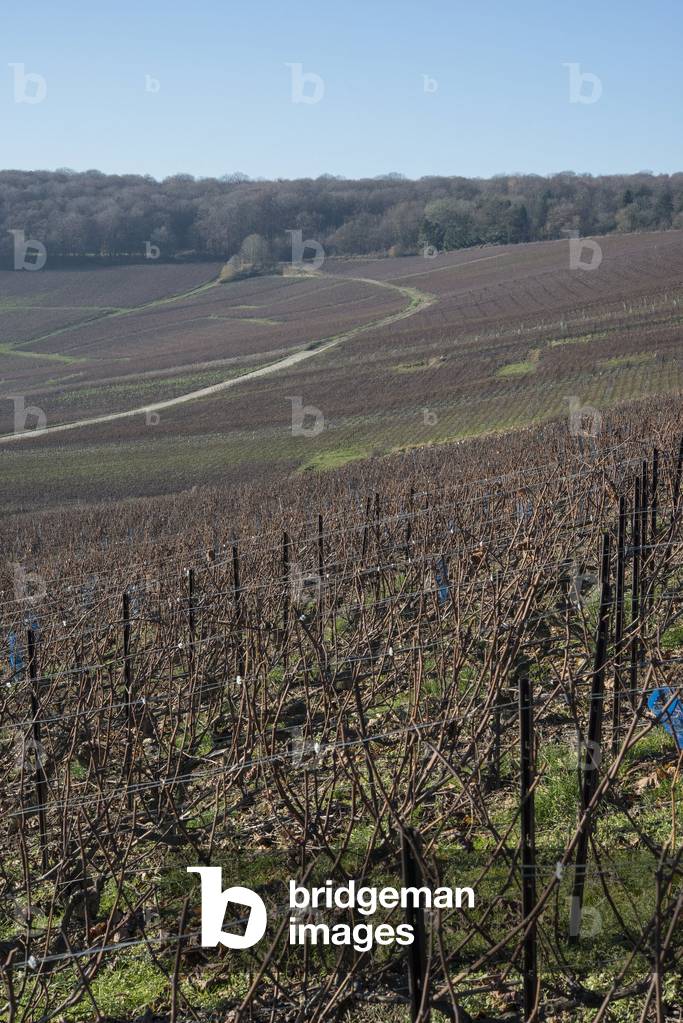 Vineyard in Champagne-Ardenne - France - Cormoyeux