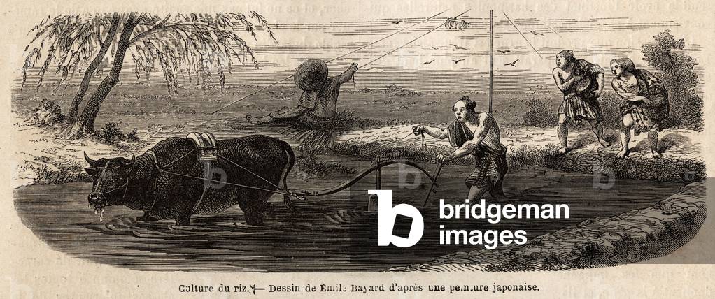 The cultivation of rice: first stage, after irrigation of the land, the soil of the plot is returned by the plough and grind under the feet of buffalo and ploughers, who brew the silt to the middle leg and break the recalcitrant clods with a beche; then men and women advance on the dikes and proceed to the sowing. Engraving to illustrate the voyage to Japan in 1863-1864, by Aime Humbert, minister of the Swiss Confederation, in “Le tour du monde, nouveau journal des voyages”, published under the direction of Edouard Charton, 1866, Paris. Selva Collection.