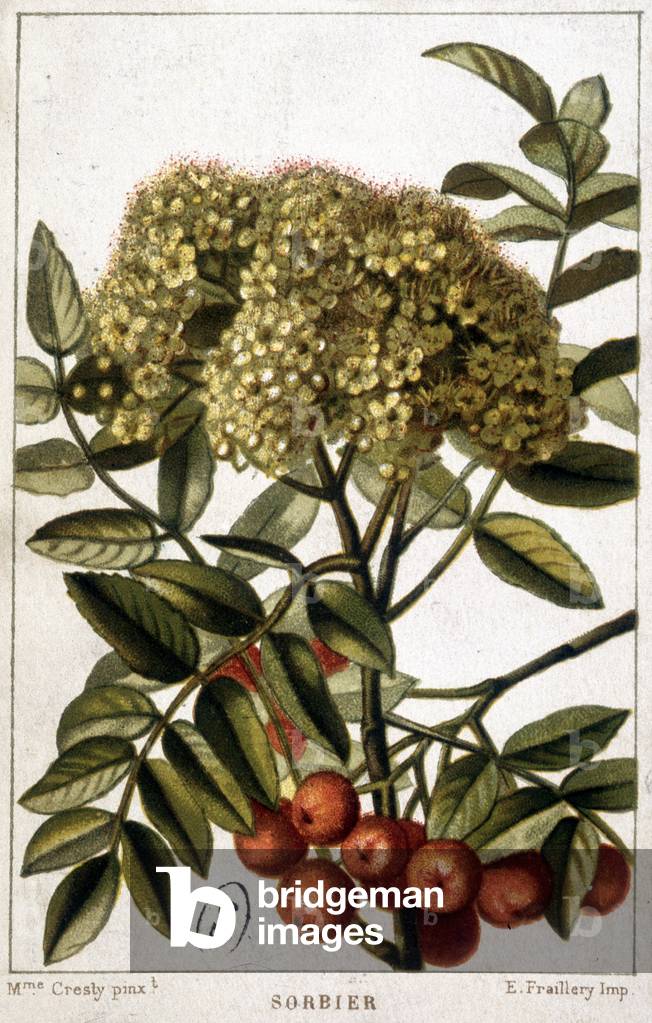 Mountain ash - botanical board, 19th century