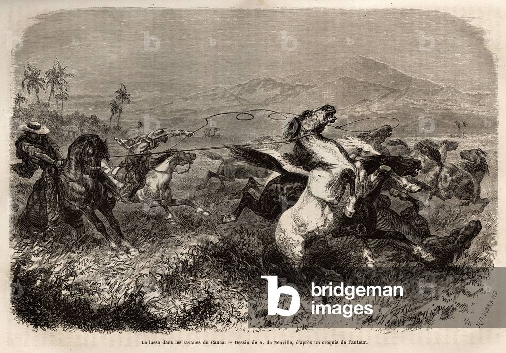 Herds of mule and horse roam in freedom in the plains of Cauca (Colombia), breeders group to catch beasts with lasso (or zoga, long leather rope). Engraving to illustrate the voyage to New Granada, by Dr. Saffray, in 1869, published in “” Le tour du monde””” 1873, edited by Edouard Charton, edition Hachette, Paris. Selva Collection.