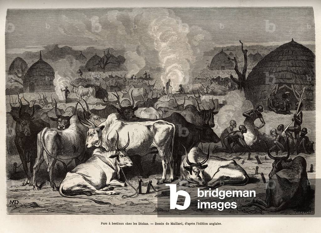 Parc a bestiaux in the Dinkas of the village of Koudj (Senegal), engraving after Maillard's drawing, illustrating the journey to the heart of Africa, in 1868-1871, by Dr. Georges Schweinfurth, published in “” Le tour du monde”” 1874, edited by Edouard Charton, Hachette edition, Paris. Selva Collection.