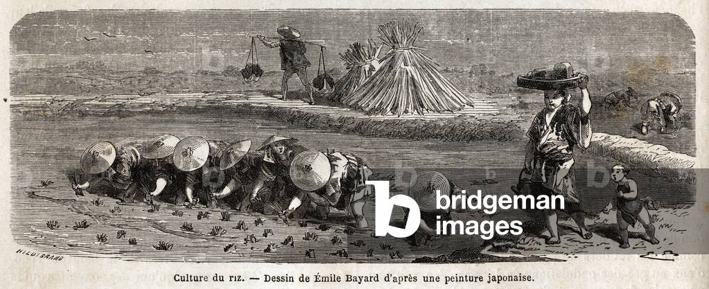 The cultivation of rice: second stage, the seeds are transplanted, carefully transplanted by tufts arranged in staggering, this is where the rice must grow and ripen before harvest, on the enclosure dams, straw fetuses are arranged to scare away the birds attracted by these new seed-covered stems. Engraving to illustrate the voyage to Japan in 1863-1864, by Aime Humbert, minister of the Swiss Confederation, in “Le tour du monde, nouveau journal des voyages”, published under the direction of Edouard Charton, 1866, Paris. Selva Collection.