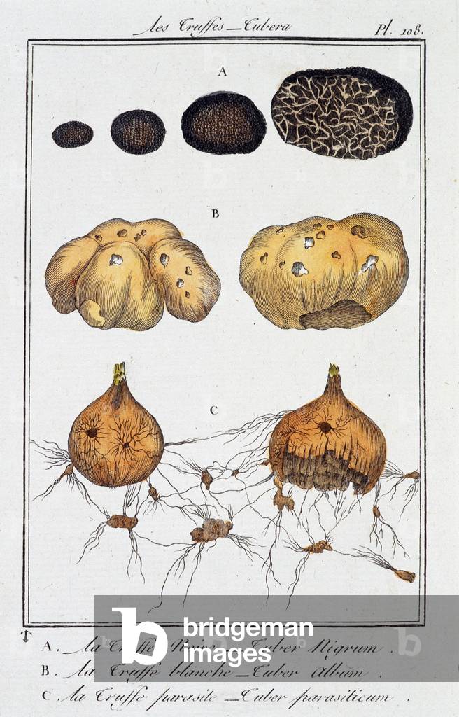 Les Truffes (Tubera) - in “Exercises de Botanique à l'usage des merchants” redige by J.C. Philibert, Imprimerie de Crapelet, Paris, 1801