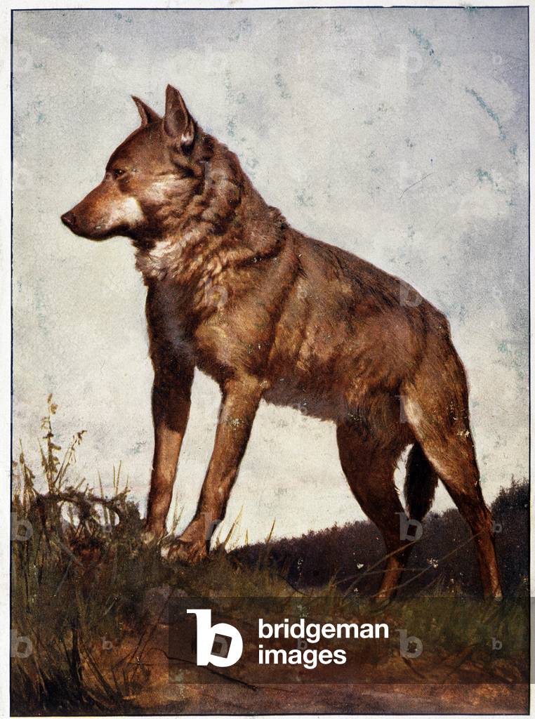 Mitteleuropäischer Wolf.