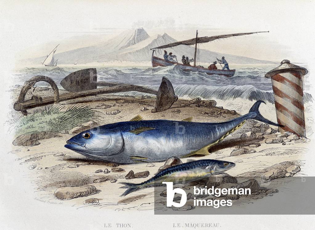 Mackerel