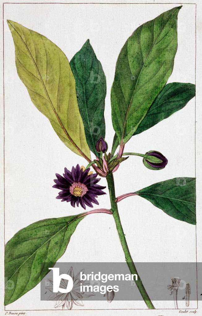 Florida Badiane - botanical board, 19th century