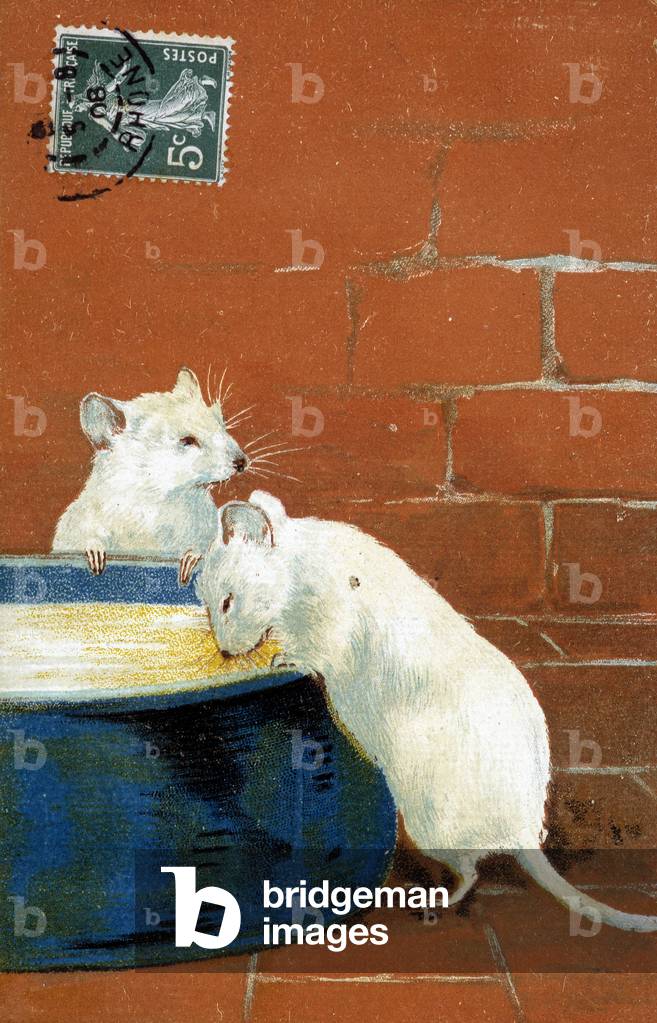 Two mouse - postcard, 1908