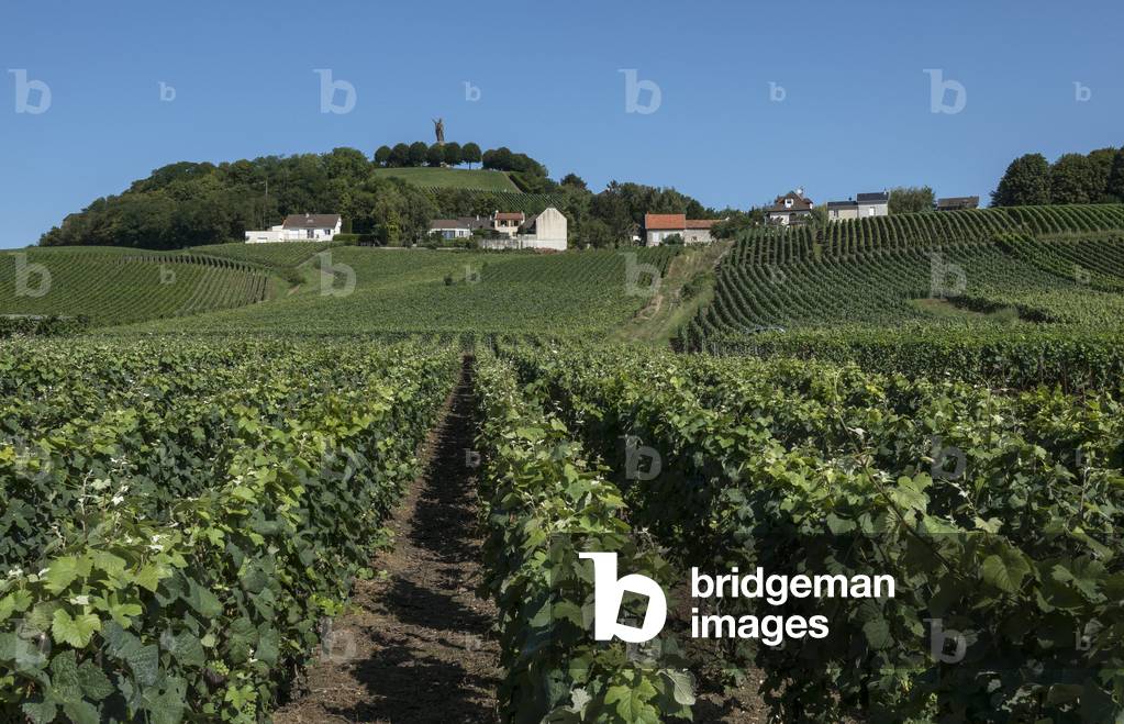 Vineyard in Champagne-Ardenne - France - Chatillon sur marne (Chatillon-sur-Marne)
