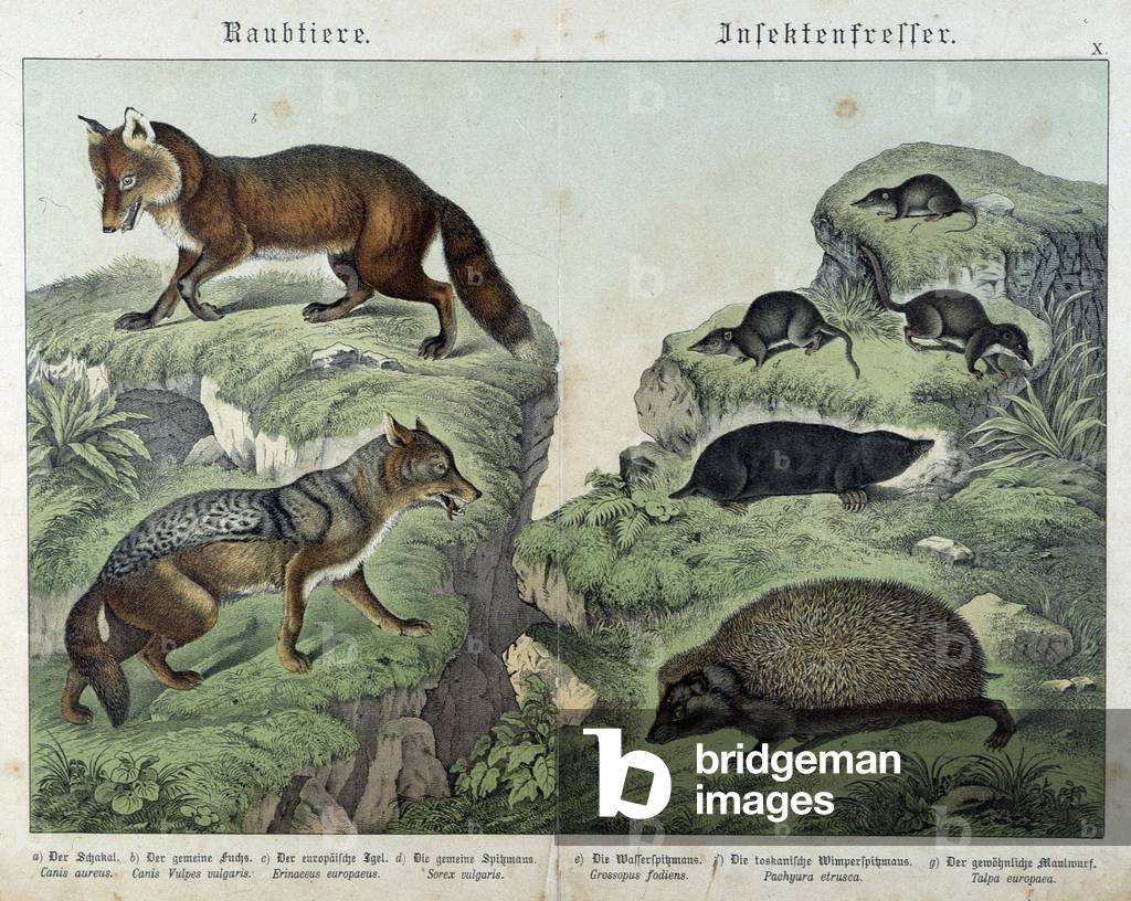 Fox, silver fox, shrews, mole and hedgehog - in “” Natural histories of mammals””, ed. Schreiber, 1886