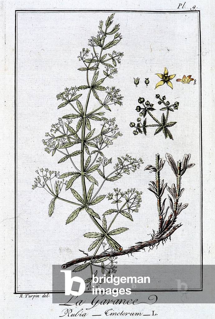 La Garance (Rubia Tinclorum) - in “Exercises de botany à l'usage des tradants”, written by J.C. Philibert, Imprimerie de Crapelet, Paris, 1801