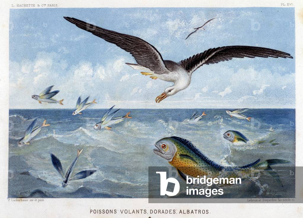 Dorades, Pisces volants, Albatros - in “” Le Monde de la Mer”” by Alfred Fredol. ed. Paris, Hachette.