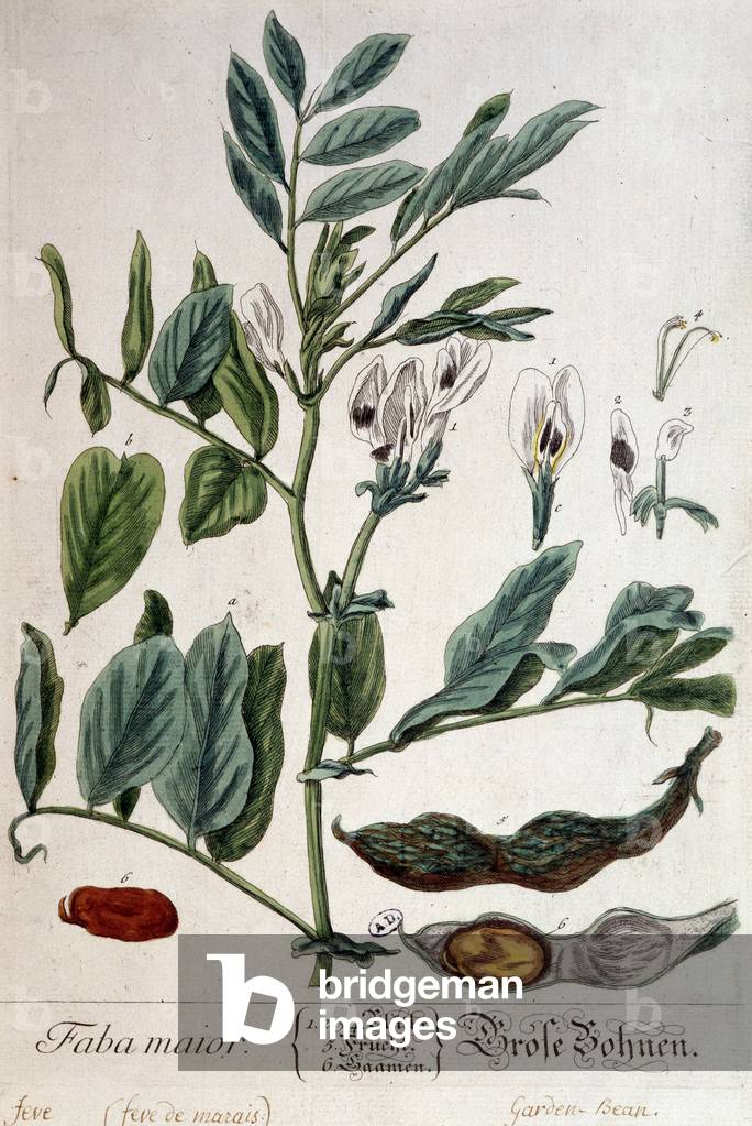 Faba Major (marsh feve) - botanical board