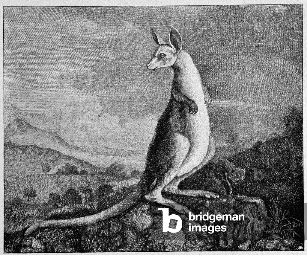 Kangaroo from the drawing of Captain Cook who discovered him in Australia - from a 1774 copper engraving