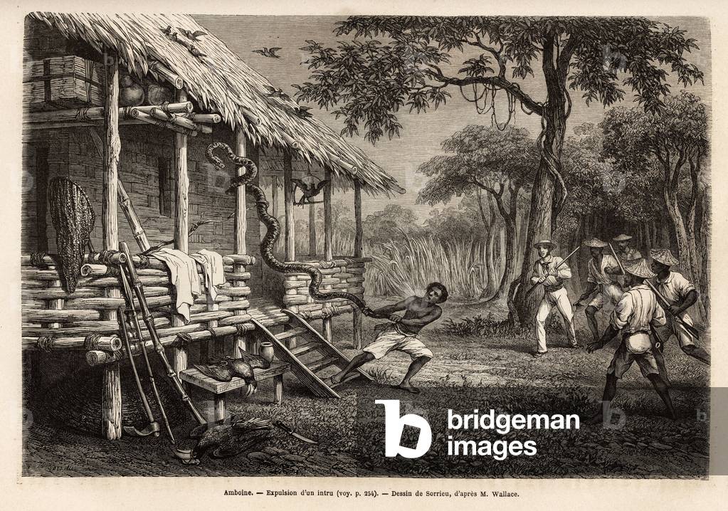 A python entered the space of the traveler and narrator, while all present people set themselves apart to protect themselves, the snake is expelled by one of the servants who, after failing with the lasso, grabbed him by the tail. Engraving to illustrer the Malaysian archipelago, travel story and study of man and nature, by Alfred Russel Wallace, in 1856, published in “” Le tour du monde””” 1872, edited by Edouard Charton, Hachette edition, Paris. Selva Collection.