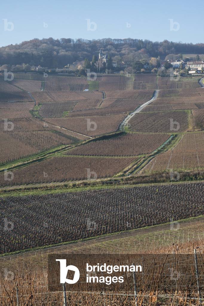 Vineyard in Champagne-Ardenne - France - Hautvilliers