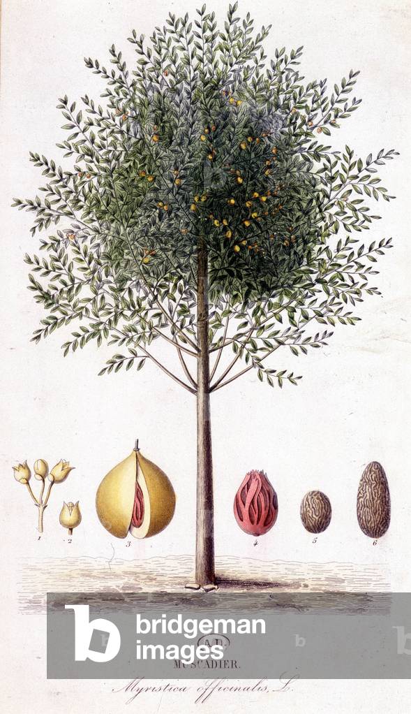 Myristica fragrans - Muscadier (Myristica officinalis). botanical board, 19th century. Bibl. of the Deco Arts.