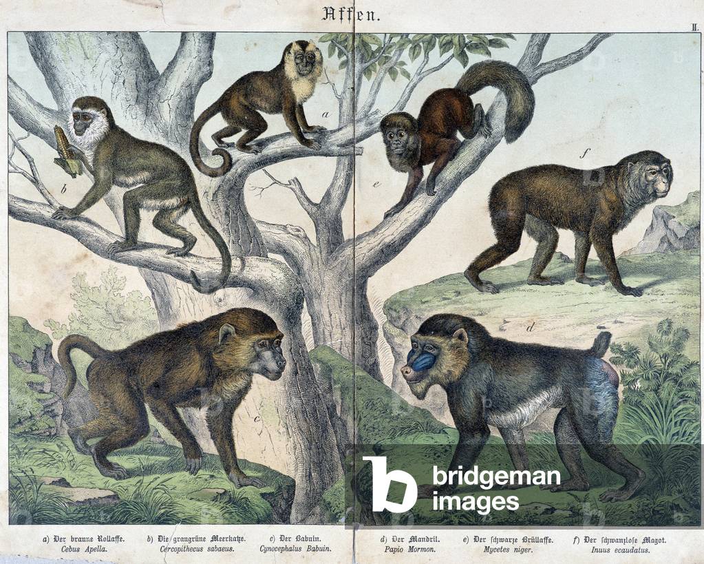 Monkeys: monkeys... - in “” Natural histories of mammals””, ed. Schreiber, 1886