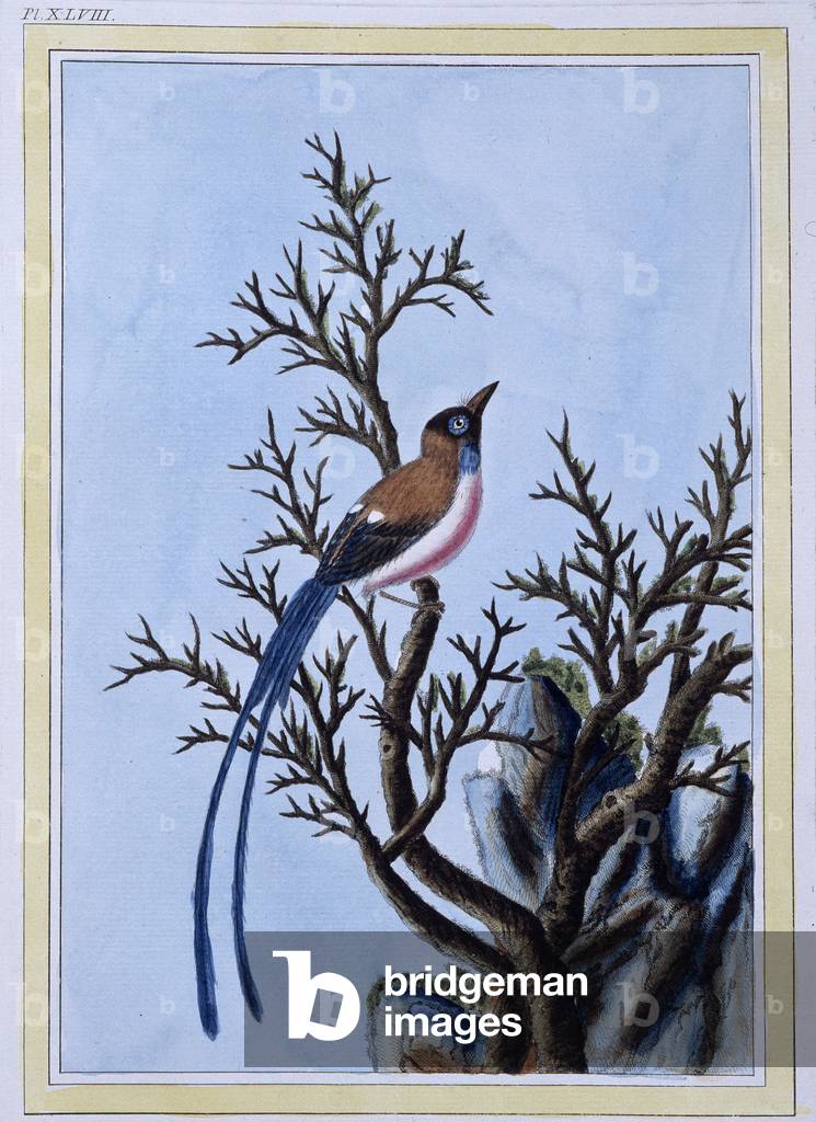 Bird - Japanese print