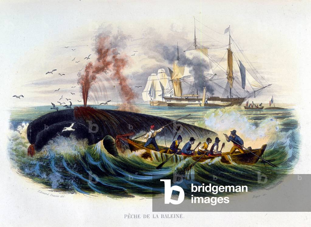 Whaling - in “Histoire naturelle” by Lacépède, 1860