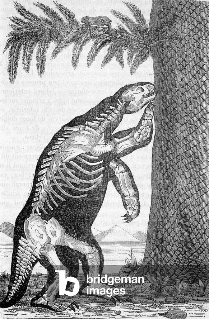Skeleton of megatherium - in “The world before the creation of man” by Camille Flammarion, 1896