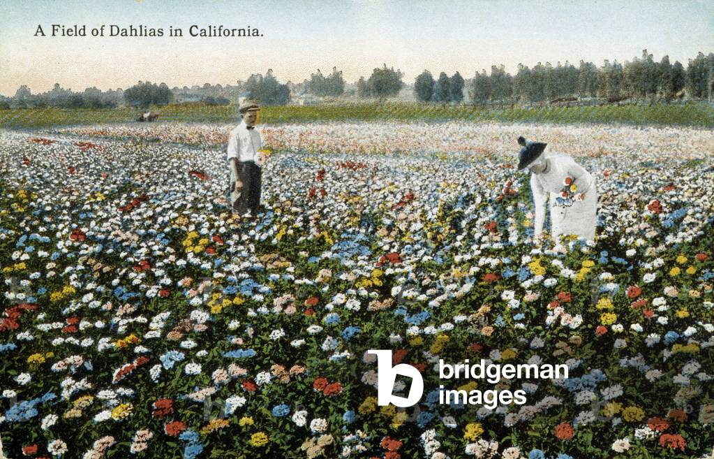 Dahlias Field in California (California) - postcard, 1900