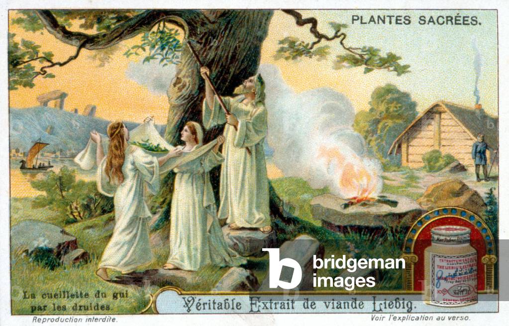 The collection of mistletoe by the druids - Liébig advertising label. Chromolihtography 19th century