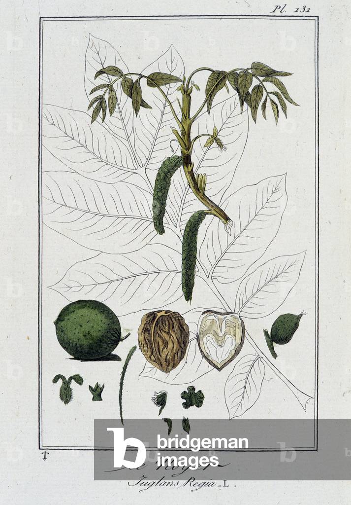 Le Noyer (Juglans Regia) - in “Exercises de botany à l'usage des tradants”, written by J.C. Philibert, imp. Crapelet, Paris, 1801