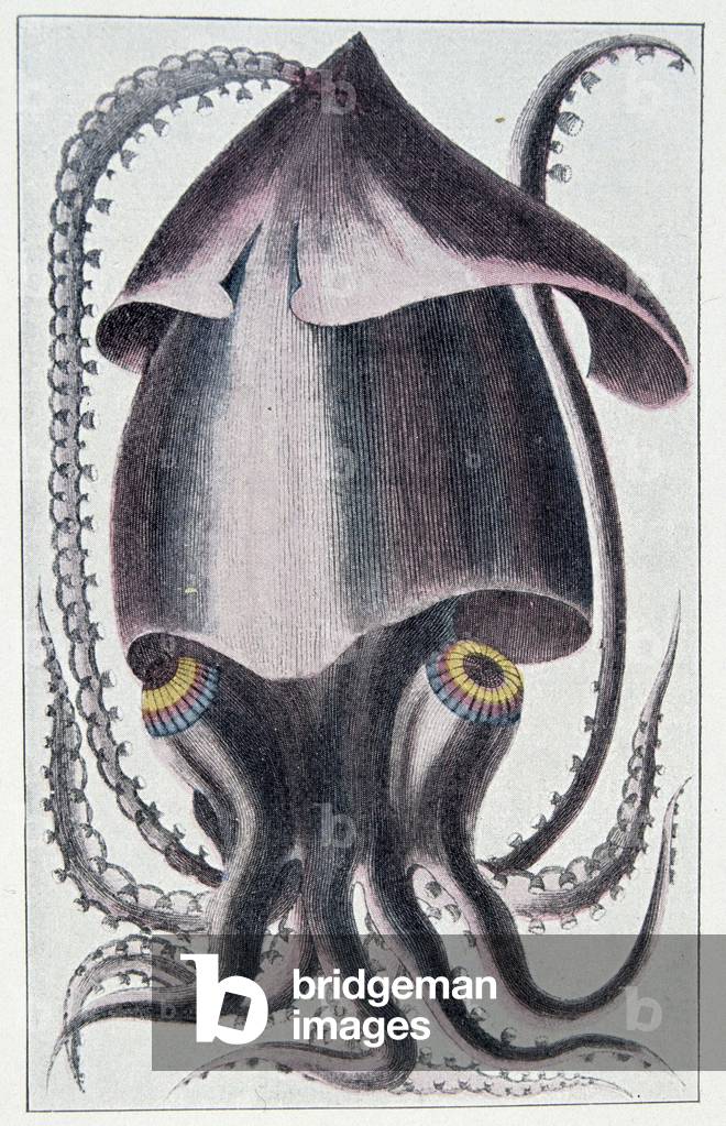 Brazilian squid - after Denys Montfort in “Histoire naturelle générale et peculiar des mollusques”, Paris, 1805