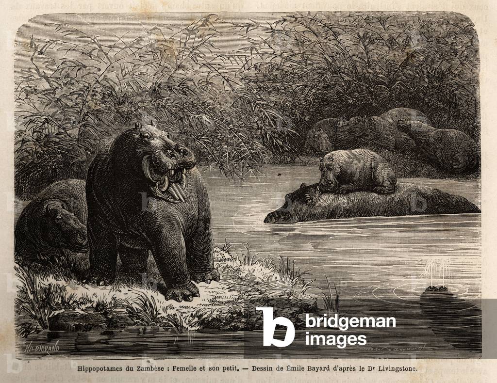 Zambese Hippotamus: female and her young refreshing in the river. Engravure to illustrate Dr. Livingstone's first voyages to Southern Africa from 1840 to 1856, in “Le tour du monde, nouveau journal des voyages”” published under the direction of Edouard Charton, 1866, Paris. Selva Collection.
