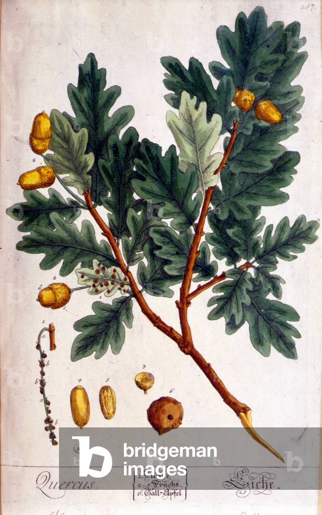 The Oak (Quercus) - botanical board, 19th century