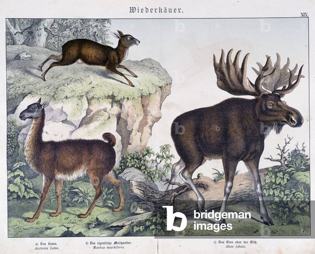 Lama, elk (moose) - in “” Natural histories of mammals””, ed. Schreiber, 1886