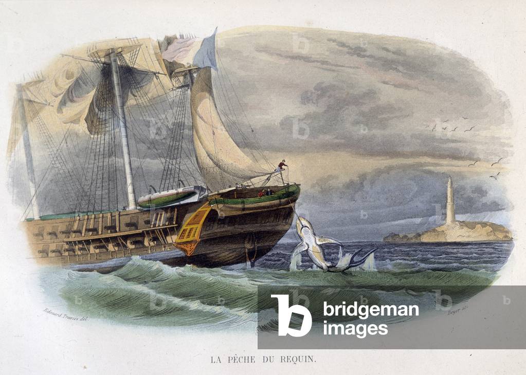 Shark fishing - in “Histoire naturelle de Lacepède””, 1860