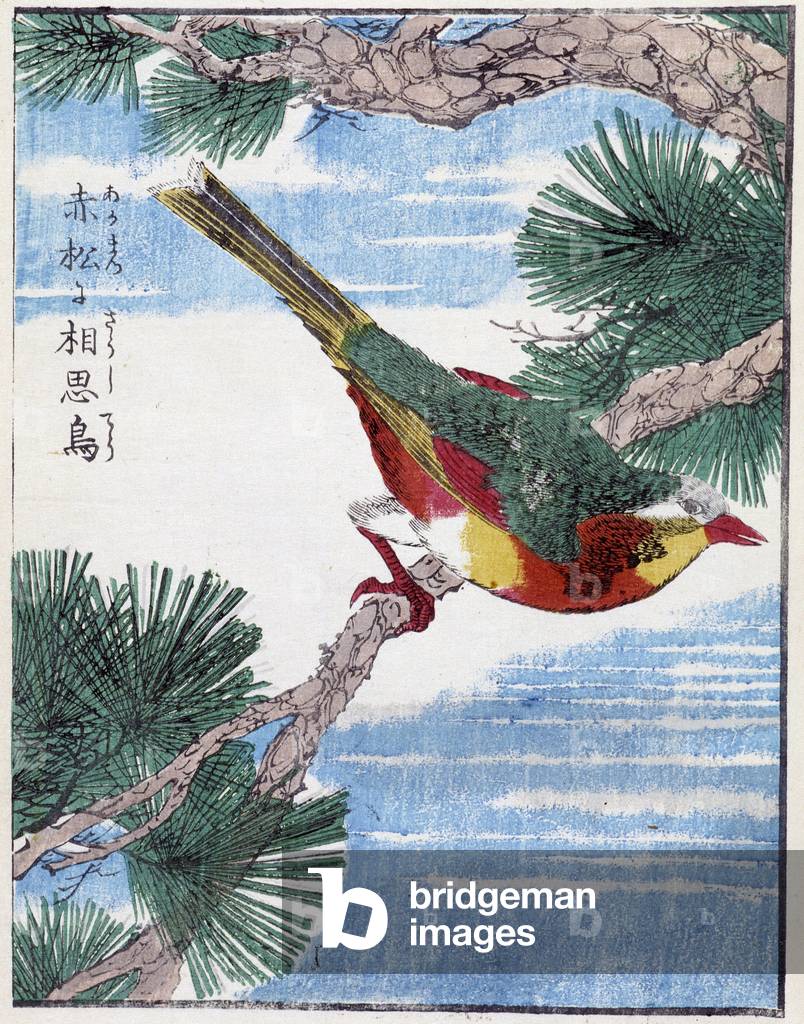 Bird on a tree. Japanese drawing by Kitao Kosuisai, 1827.