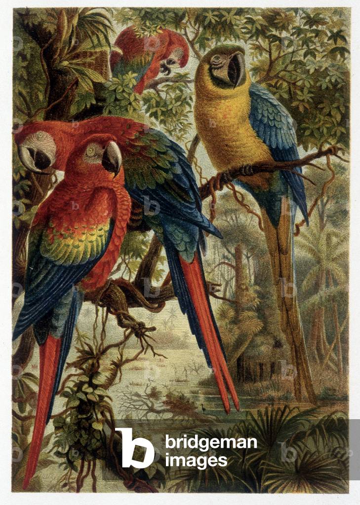 Parrots - in “” La vita degli animali”” by A.E. Brehm, Torino, 1897