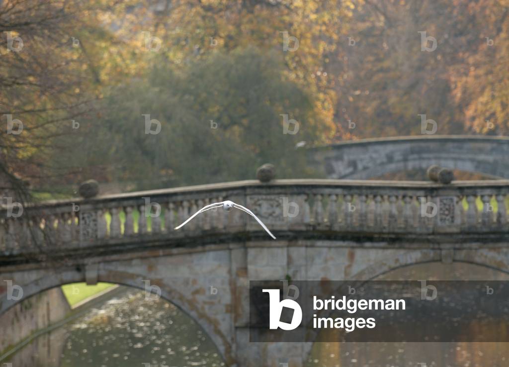 Clare College Bridge