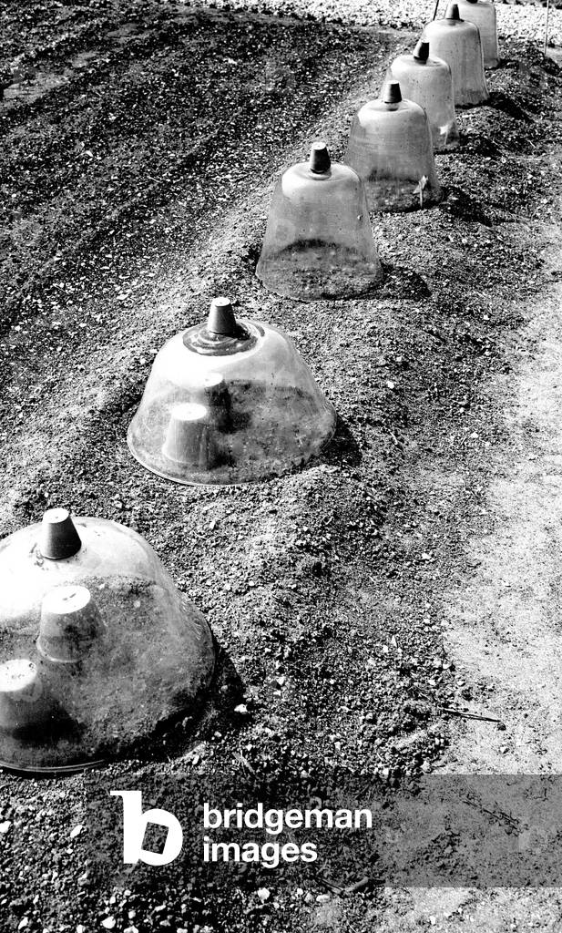 France: Glass bells in a garden, 1920