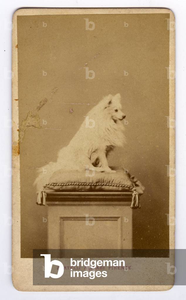 Image of Photography depicting Florence 1865